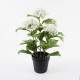Διακοσμητικό φυτό σε γλάστρα Hydrangea Inart λευκό Φ35x50εκ