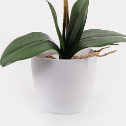 Διακοσμητικό φυτό σε γλάστρα Οrchid White Inart 36x17x65εκ